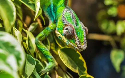 párduckaméleon chameleon