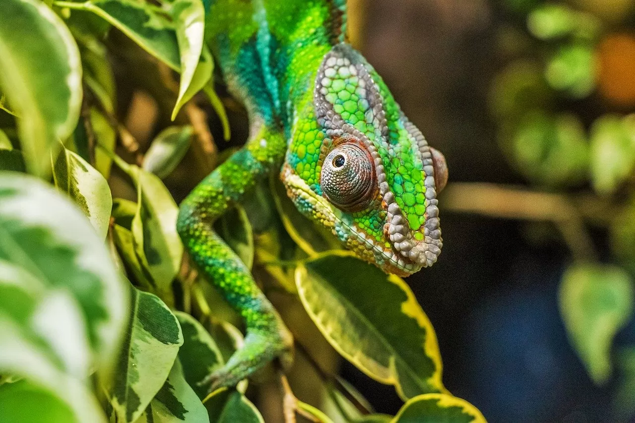 párduckaméleon chameleon