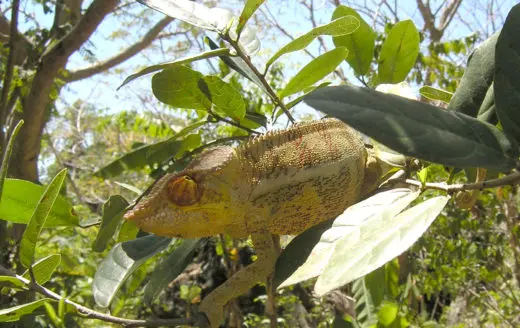Animal Madagascar