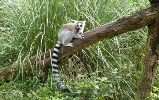 Lemur Natura Travel