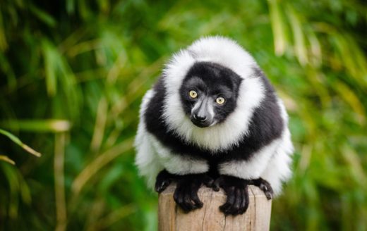 lemur-madagascar