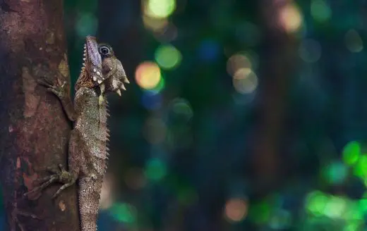 Lizard Madagascar Natura Travel