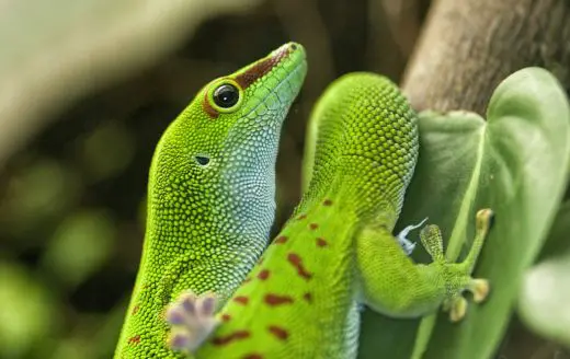 Lizard madagascar
