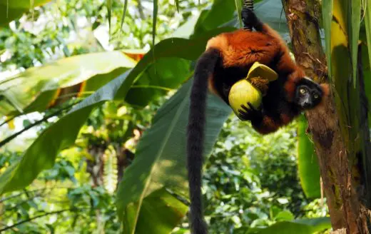 Monkey Madagascar