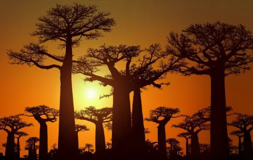 sunset-baobab