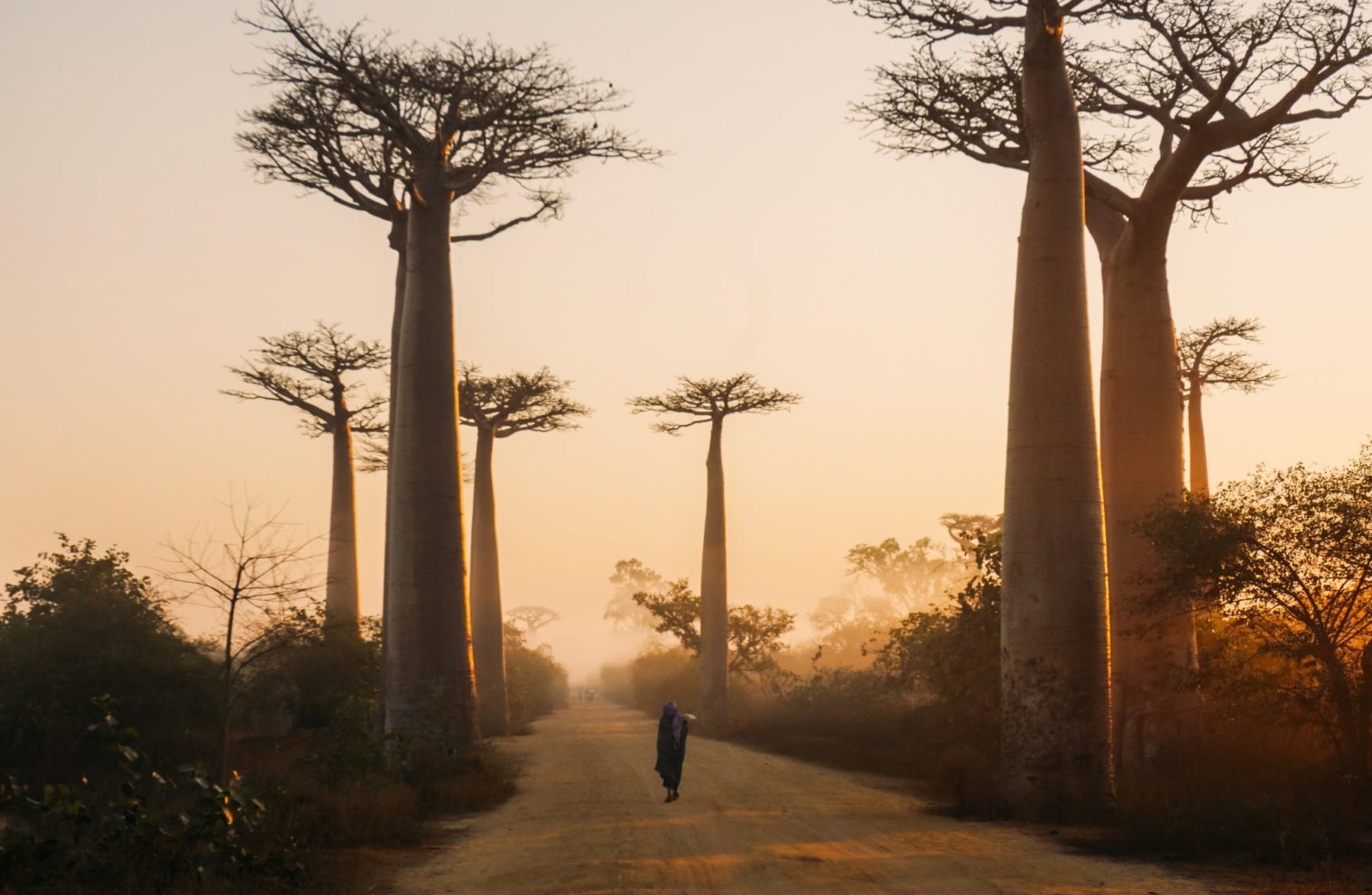 madagascar baobab
