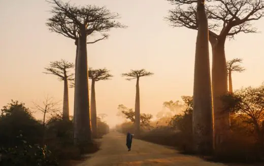 madagascar baobab