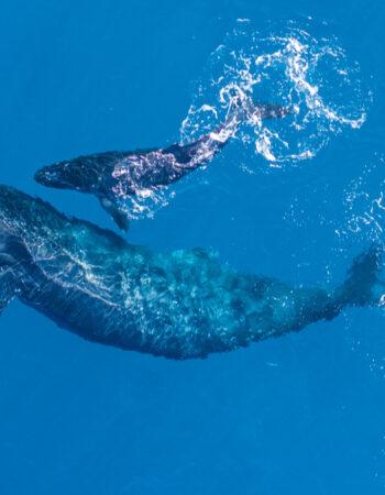 Whale Watching in Madagascar