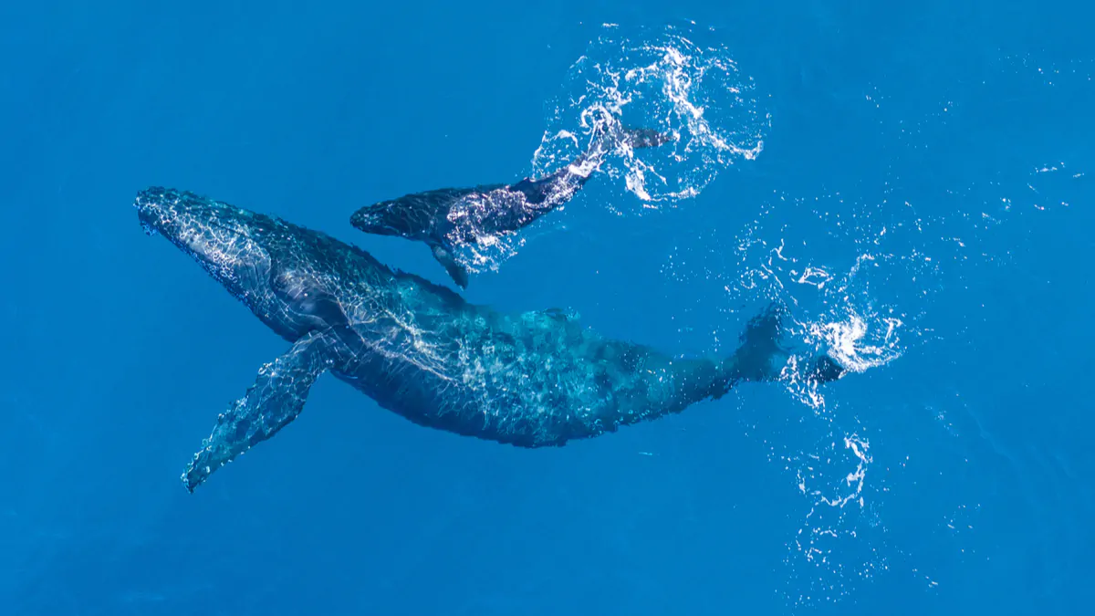 Whale Watching in Madagascar