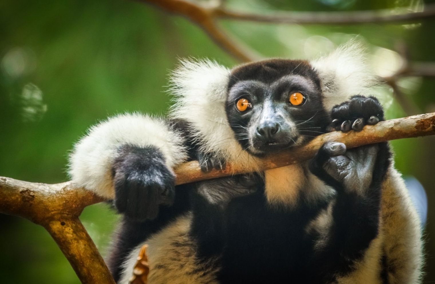 Lemur in its natural forest habitat in Madagascar