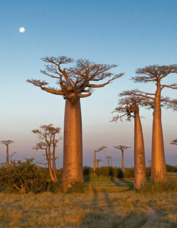 Best Time to Visit Madagascar - Natura Travel