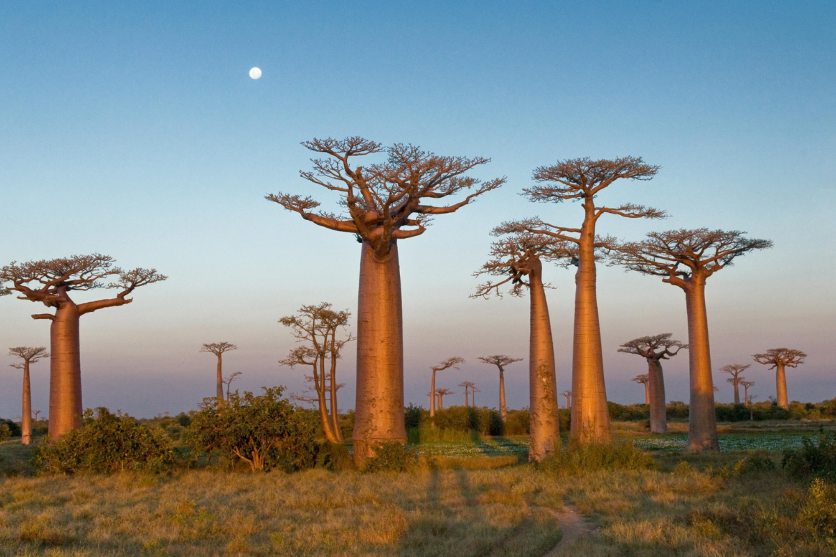 Best Time to Visit Madagascar - Natura Travel