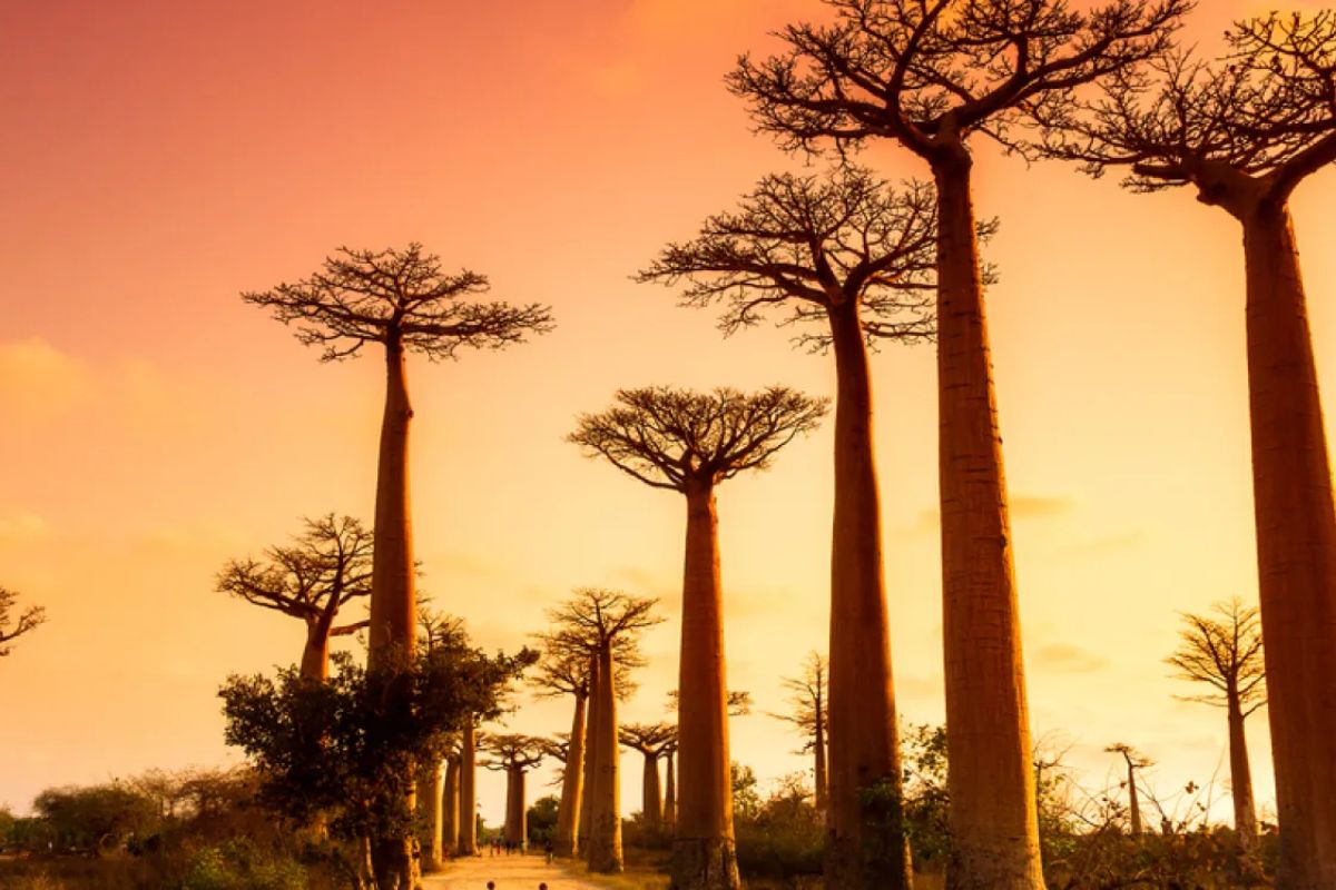 Best Places to Visit in Madagascar