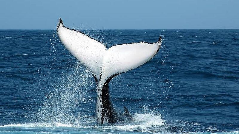 Humpback whale tail rising from the ocean in Madagascar
