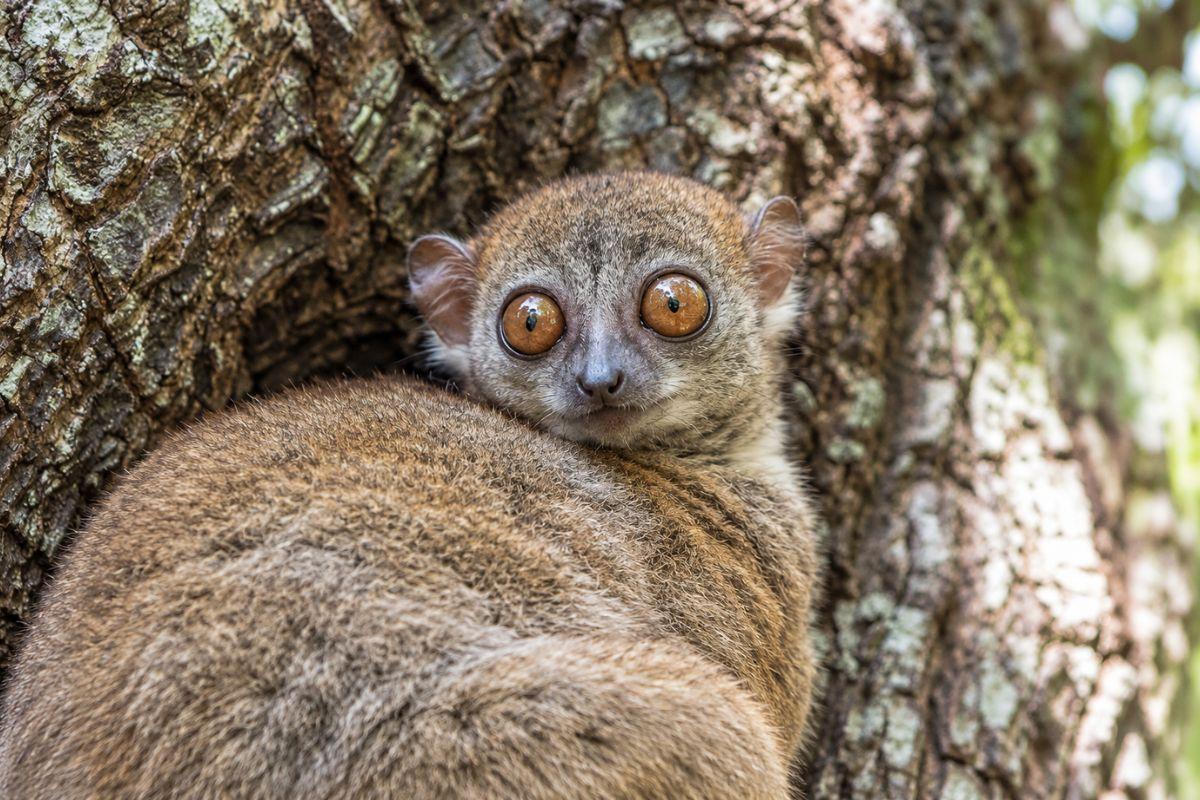 Kirindy Reserve Madagascar