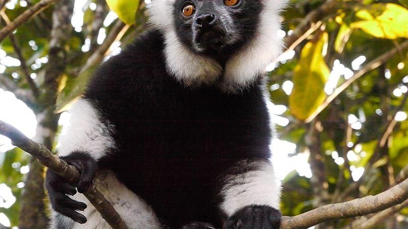 Black-and-white ruffed lemurs resting in a tree in Madagascar