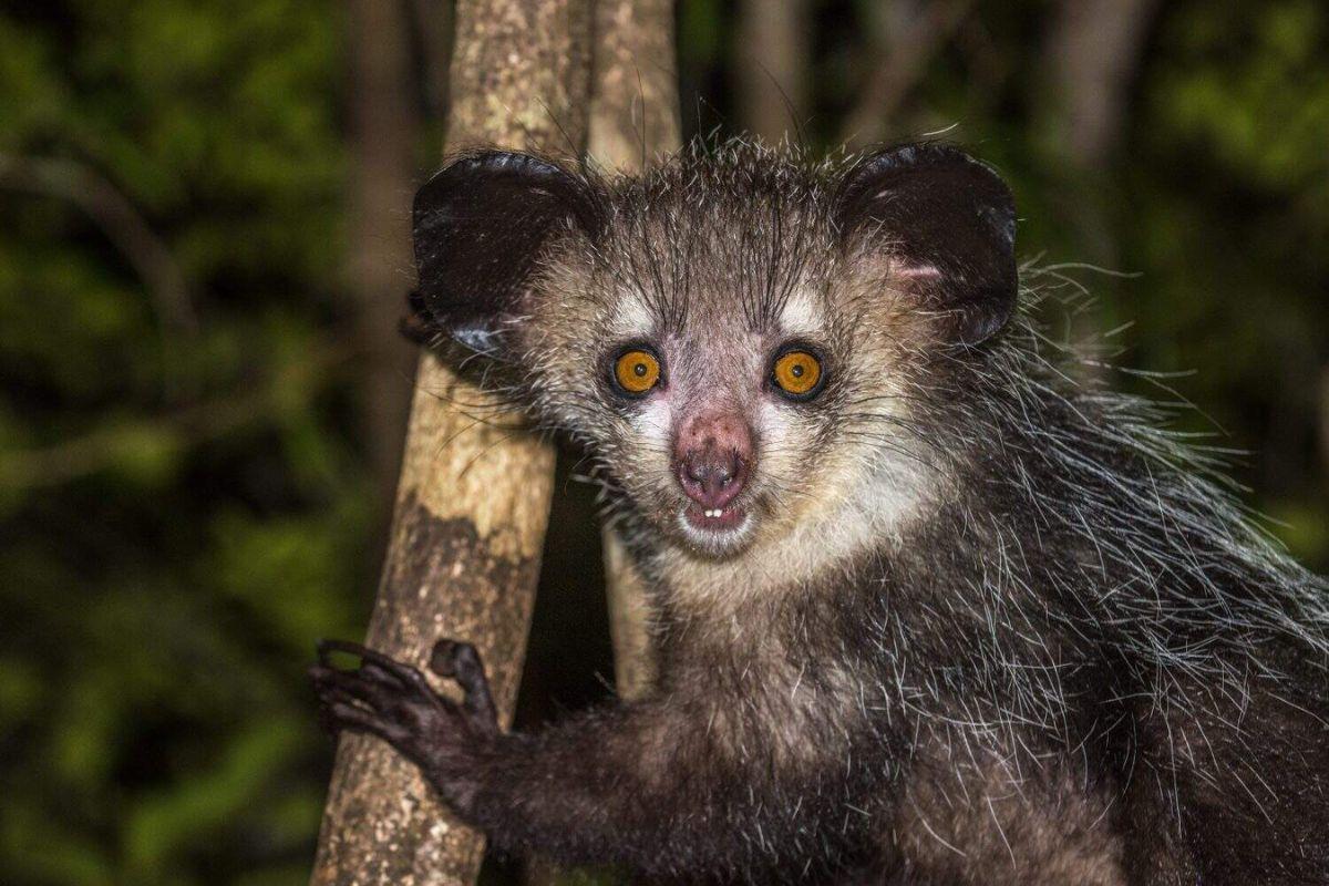 Madagascar wildlife