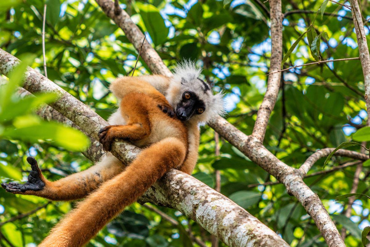 Nosy Komba Madagascar