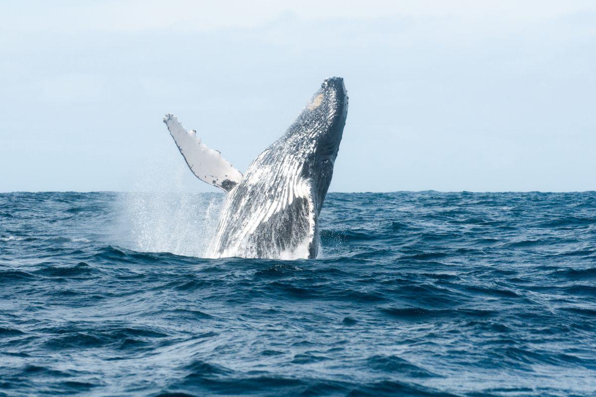 whale watching Madagascar